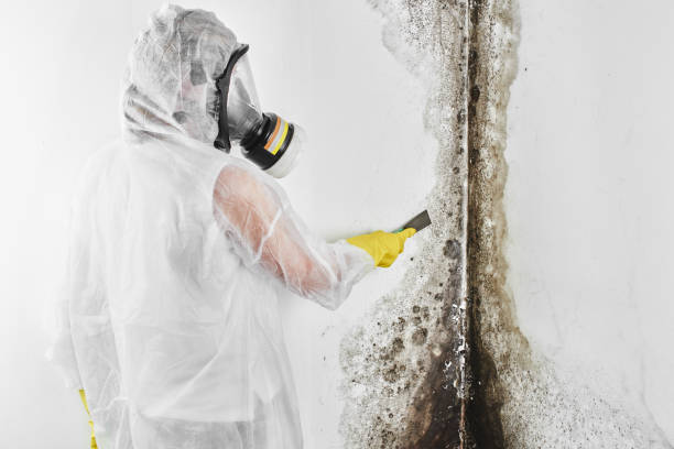 Crawl Space Mold Removal in Jacksonville Beach, FL