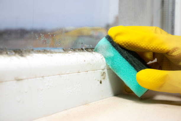 Attic Mold Removal in Jacksonville Beach, FL