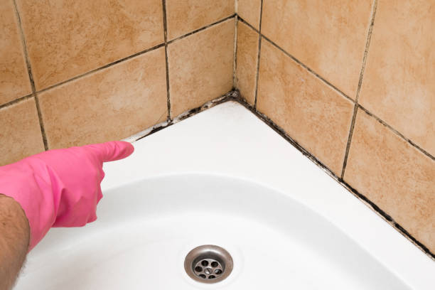 Trusted Jacksonville Beach, FL Mold Removal Experts